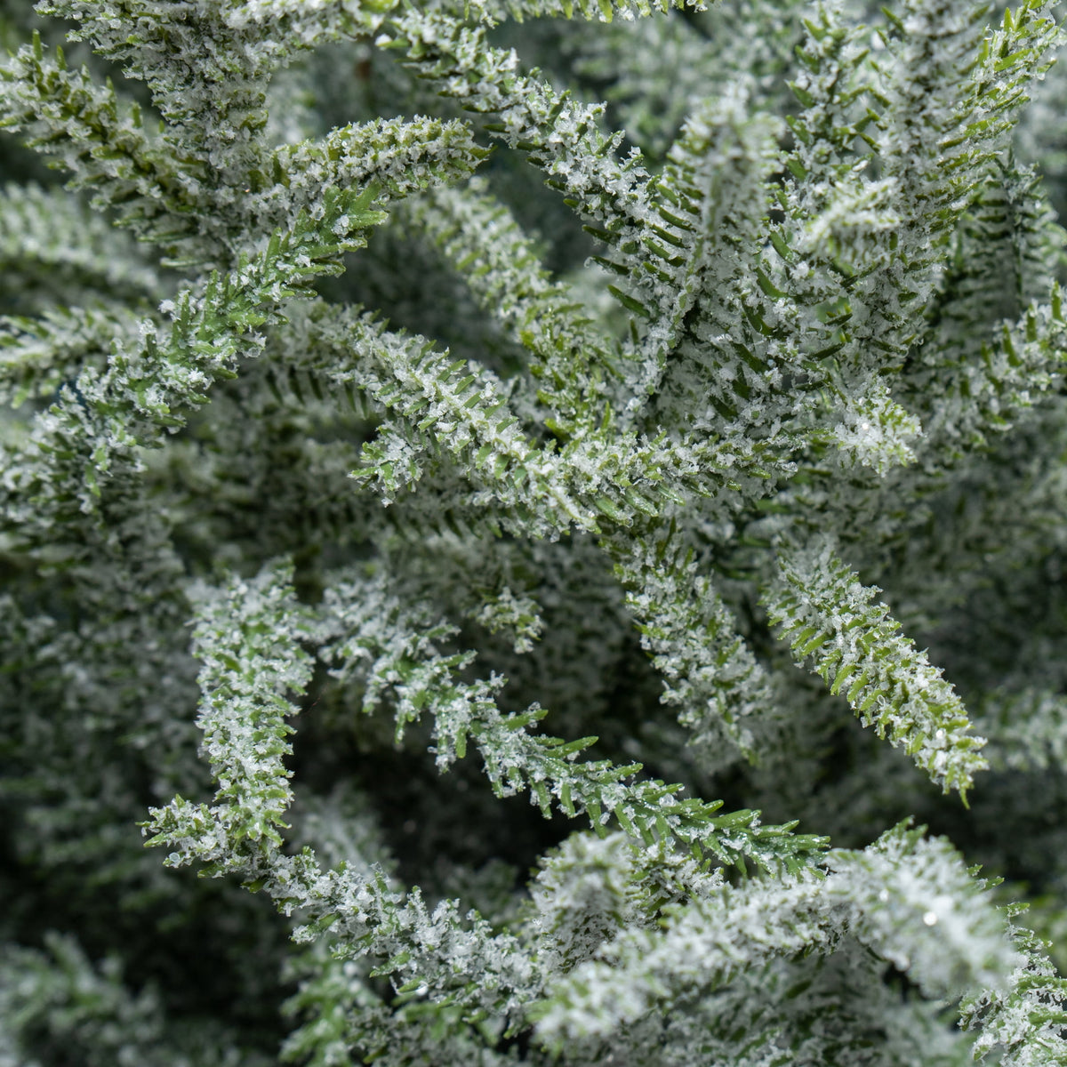 My Texas House Snow-Flocked Evergreen Christmas Arrangement in Pot, Green/White/Black, 24"