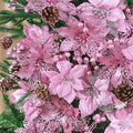 Ayieyill 56Pcs Poinsettia Christmas Flowers Decorations Christmas flower ornaments Artificial Glitter Berry Stems Christmas Pine Cones Christmas Tree Ornaments Set Christmas Tree Decorations (Pink)