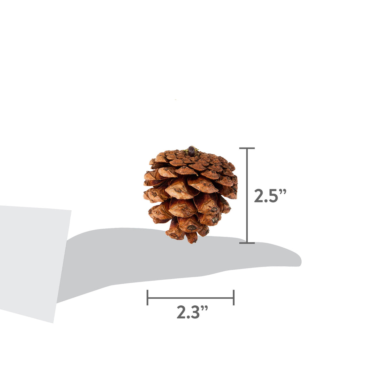 24-Count Brown Pinecone Christmas Ornaments, by Holiday Time